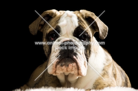 bulldog lying isolated on a black background