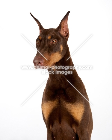 Dobermann in studio