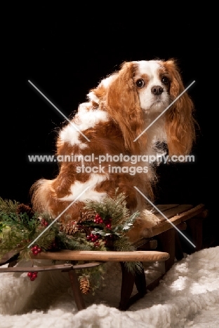 cavalier king charles spaniel back view