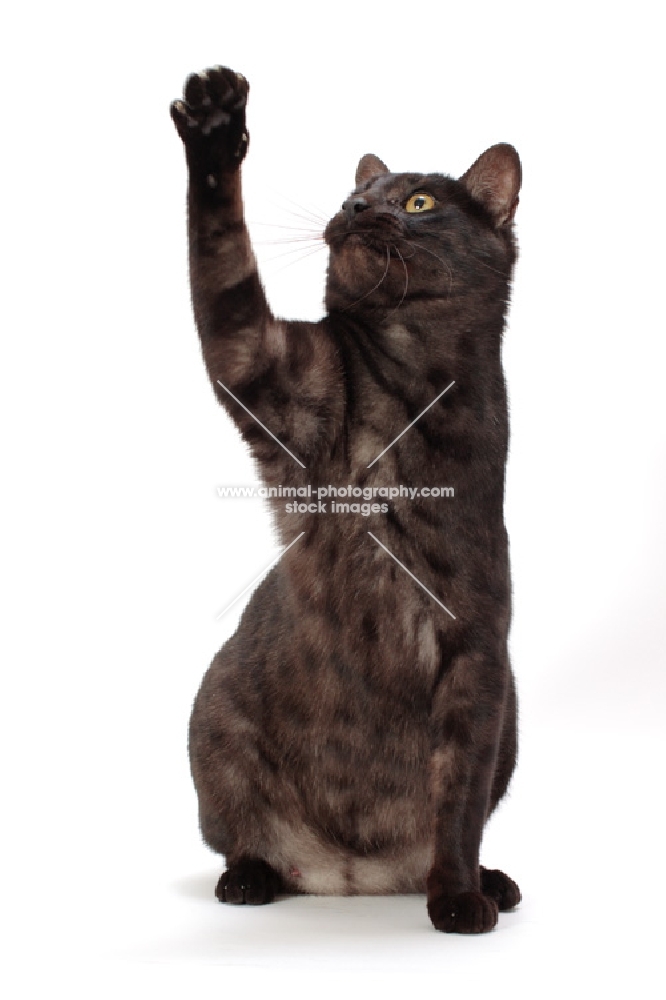 Safari cat on white background, one leg up