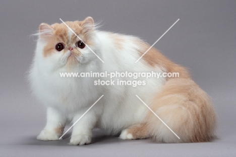 cute cream and white Persian cat looking at camera