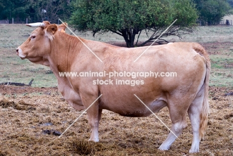 limousin cow standing in a field