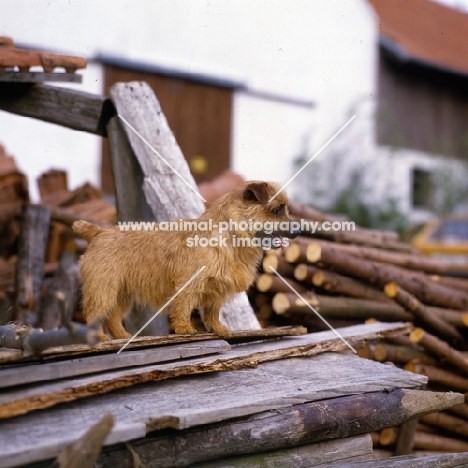 ger ch allright firecracker,  norfolk terrier standing on wood pile
