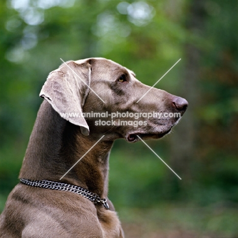  portrait of weimaraner side view