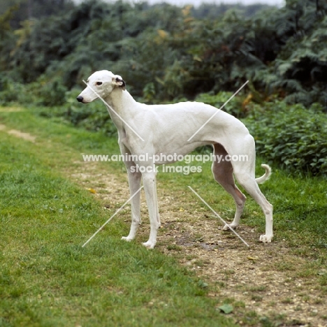 show greyhound side view