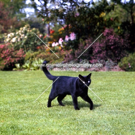beverley nichols' black cat in his garden