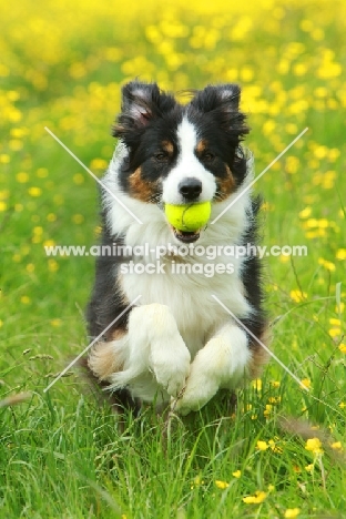 Border Collie with tennis ball