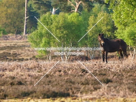 Exmoor Pony on edge of forest