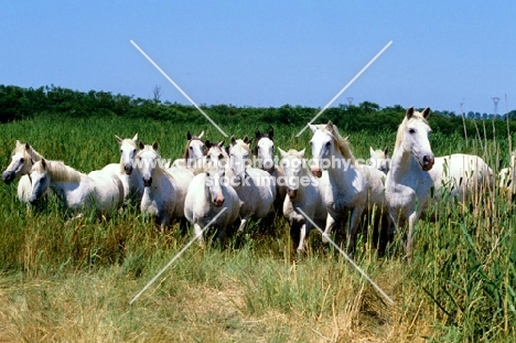 group of camargue ponies