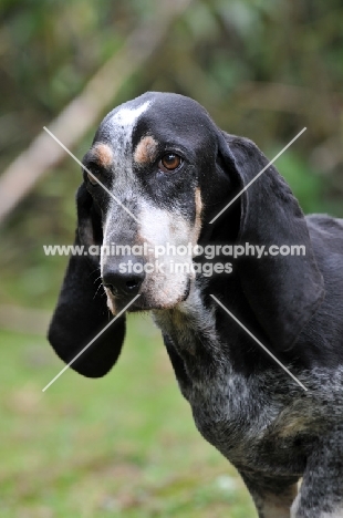 Basset Bleu de Gascogne