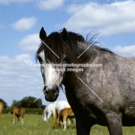 welsh mountain pony mare at pendock stud