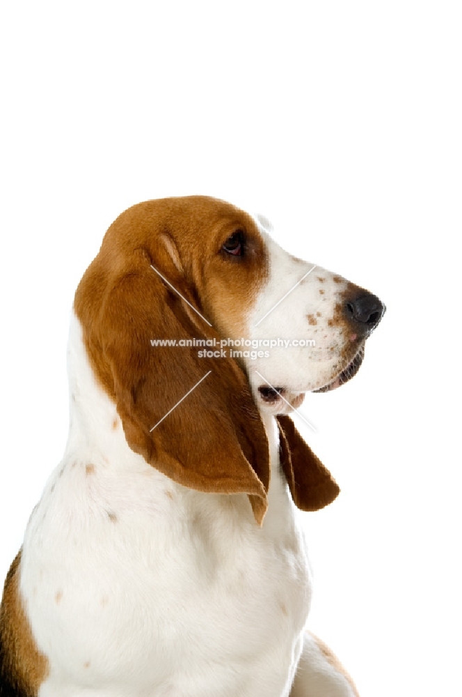 basset hound side view