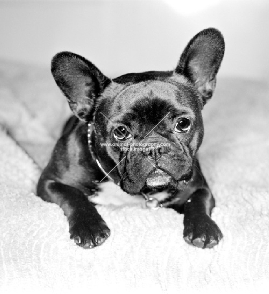 French Bulldog puppy