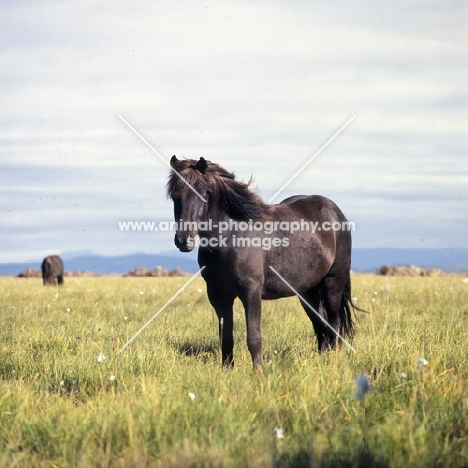 Iceland Horse at Olafsvellir