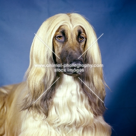 ch shere khan of tarjih, afghan hound portrait