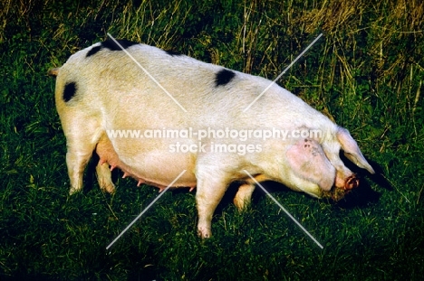 gloucester old spot pig standing on grass