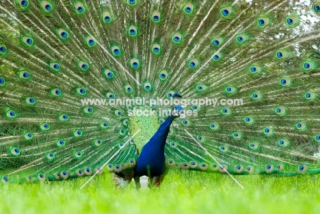 Indian blue peacock displaying plumage