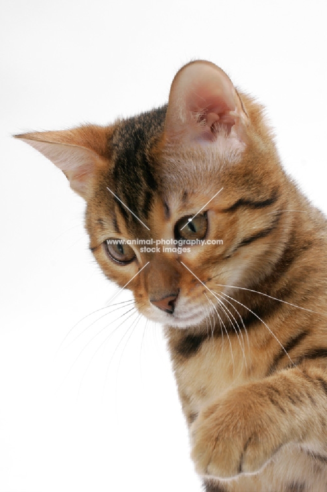 young brown spotted tabby Bengal cat on white background, looking down