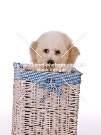 Bichon Frise dog in basket with gingham
