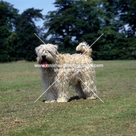 soft coated wheaten terrier, undocked standing on grass