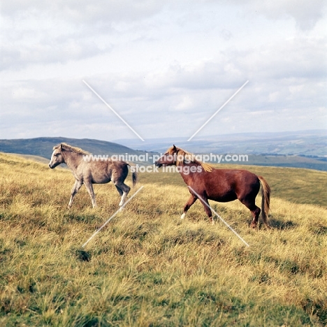 welsh mountain ponies, mare and foal, on the brecon beacons