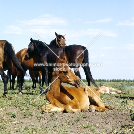 Budyonny mares with a foal lying down