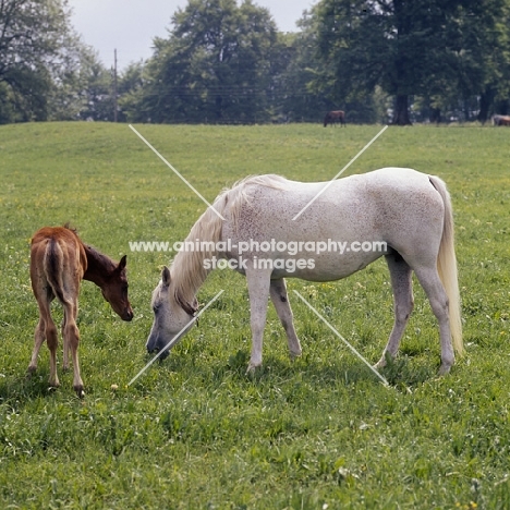 German Arab mare grazing with foal at marbach