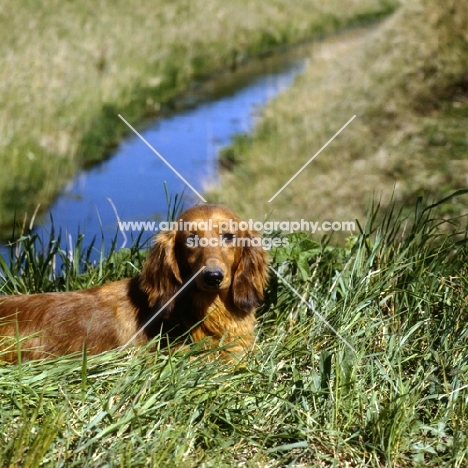 long haired dachshund from africandawns kennel in the fenlands