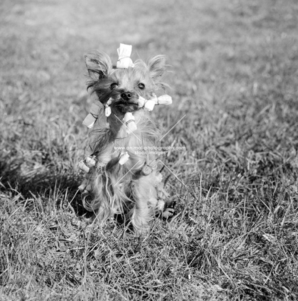 yorkshire terrier with hair in crackers