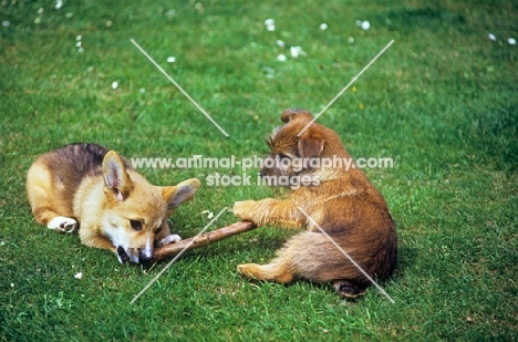 norfolk terrier and pembroke corgi puppy playing with stick