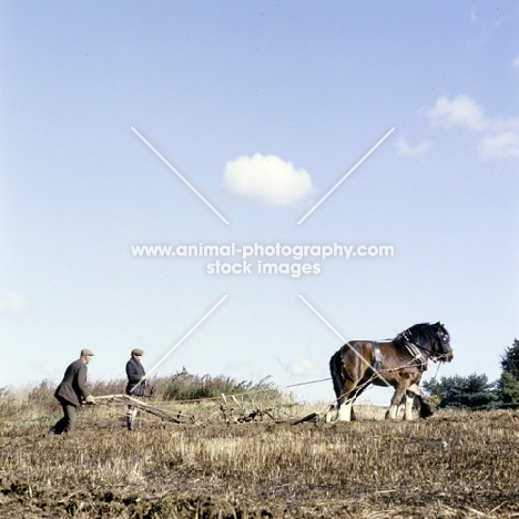 ploughing with two shire horses