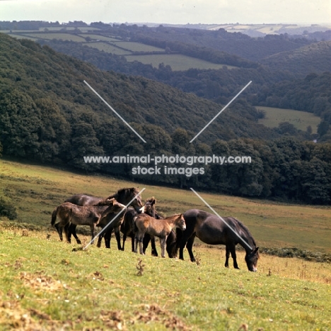 Exmoor mares with foals on Exmoor