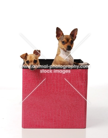 two Chihuahua dogs in a box
