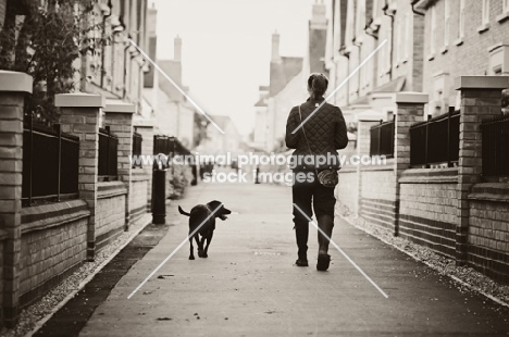 Labrador walking with owner on road