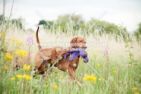 Hungarian Vizsla playing with toy