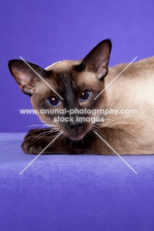 seal point Siamese cat on purple backdrop looking directly at camera