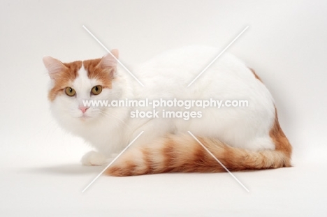 Turkish Van cat crouching, Red Classic Tabby & White colour