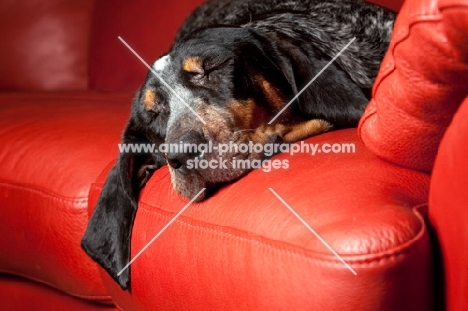 Blue tick coonhound sleeping on red couch