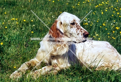 english setter laying on grass