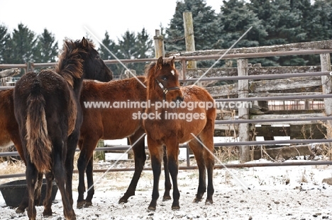 young Morgan horses