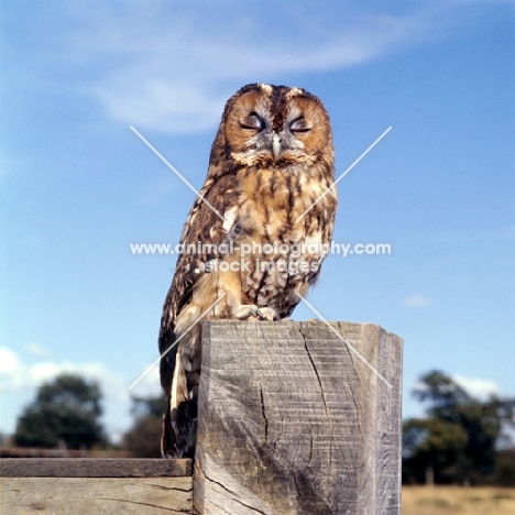tawny owl perched on a pole