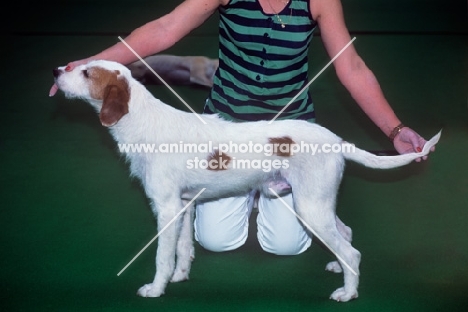 istrian hound, wirehaired, ostrodlaki, held in show pose