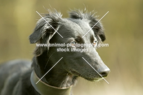 black Lurcher, portrait