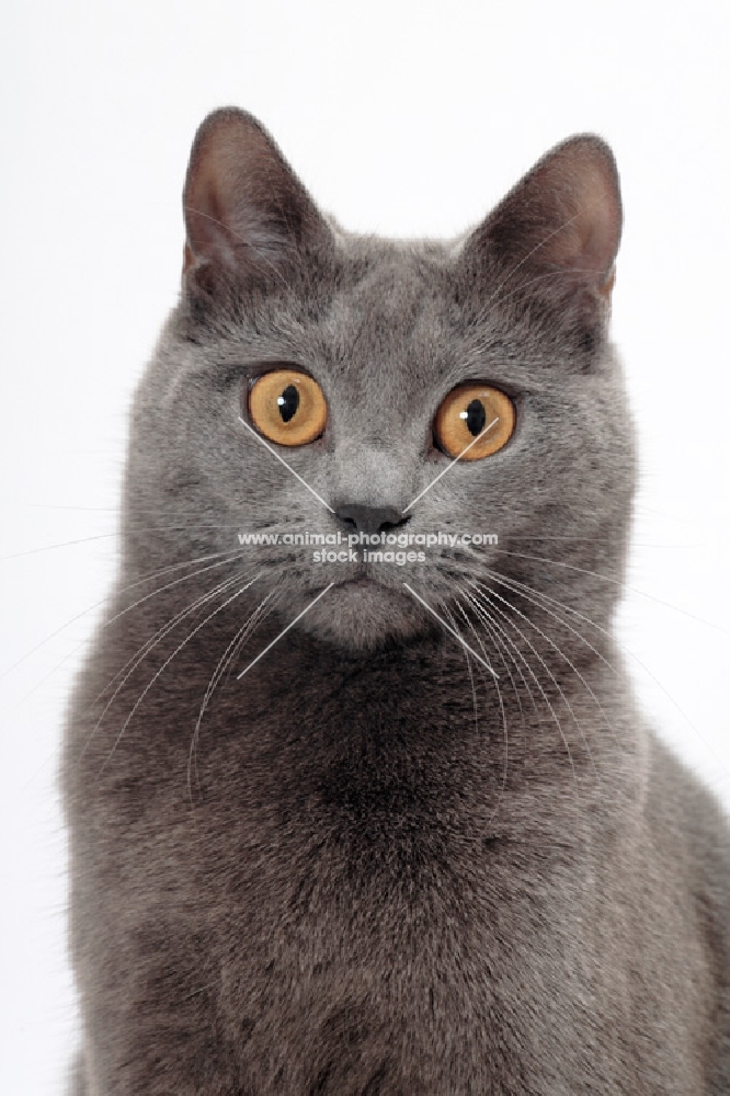 Chartreux cat on white background, portrait