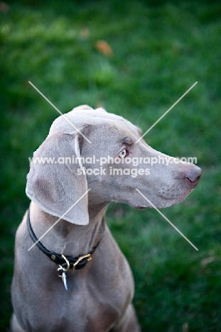 weimaraner in profile