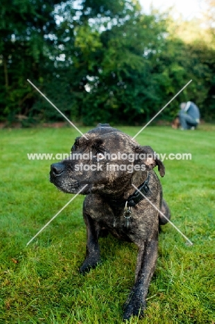 Staffordshire Bull Terrier posing in garden