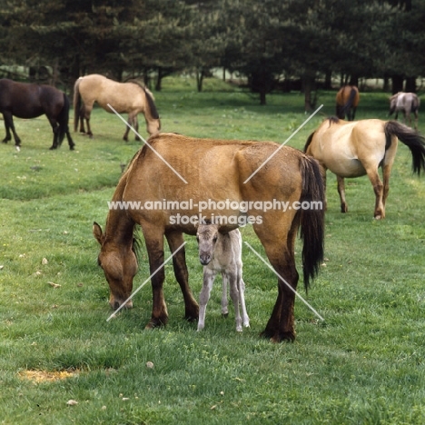  Dulmen mare with foal walking underneath her belly, thin