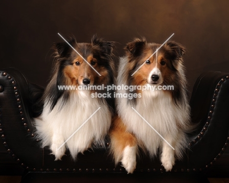 two Shetland Sheepdogs (sheltie) lying down