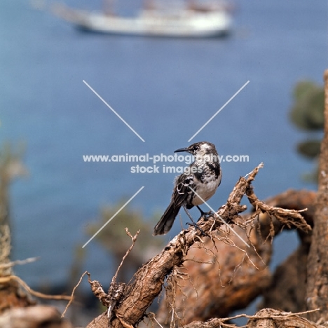 champion island mockingbird  on branch, galapagos islands