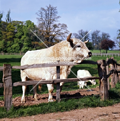 white park bull at  stoneleigh,national agricultural centre